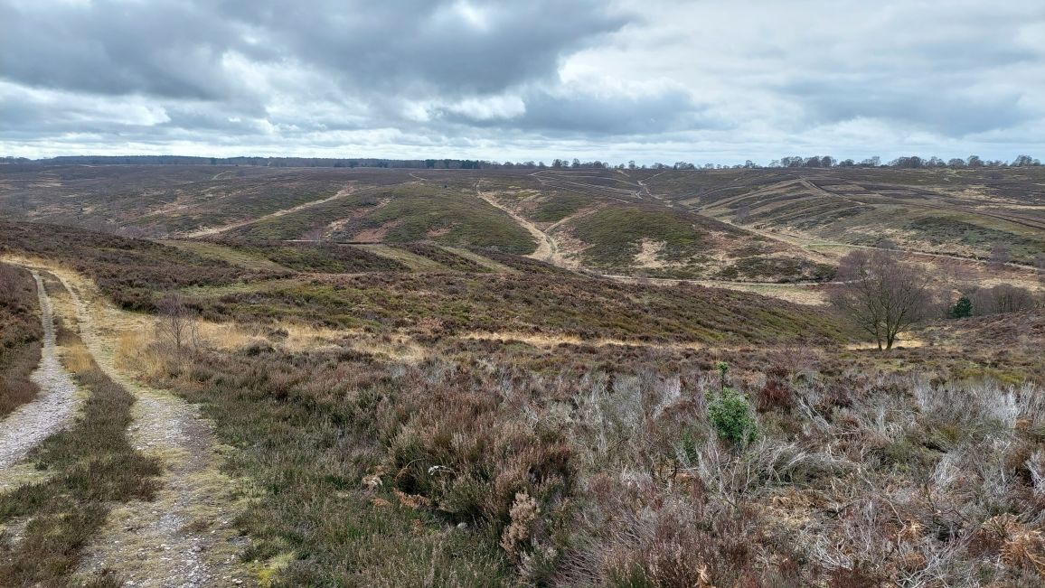 Cannock Chase