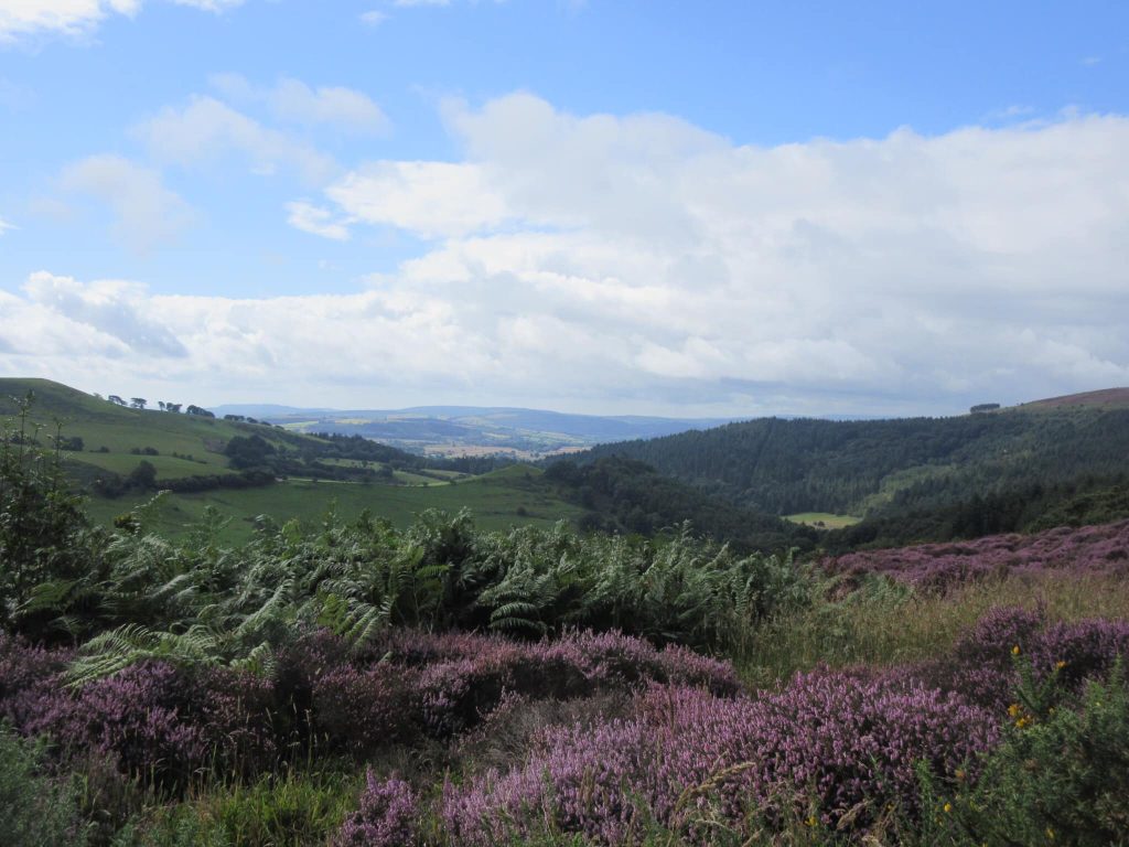 Heather and ferns near the Stiperstones