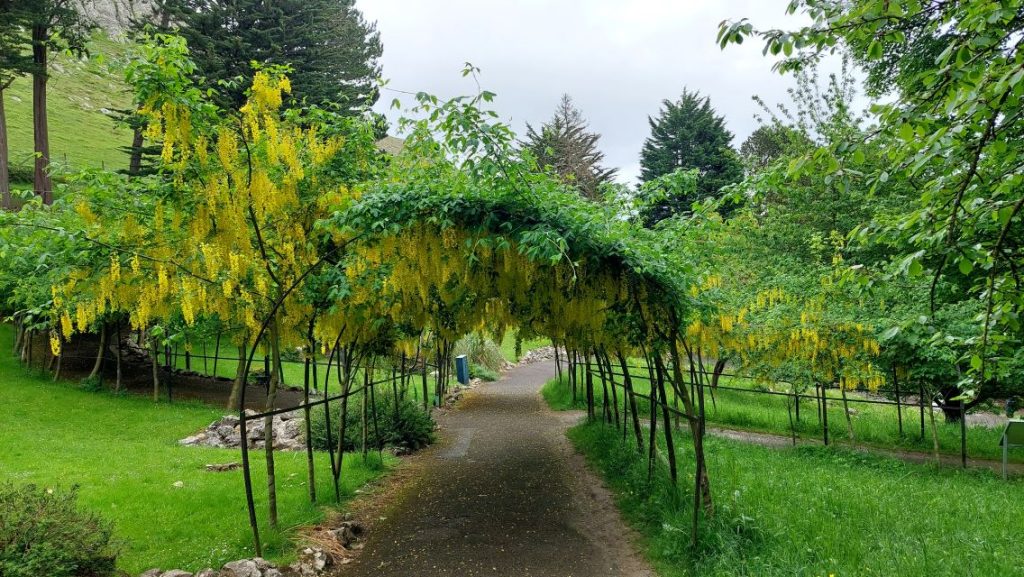 Laburnum Arch in Happy Valley Gardens