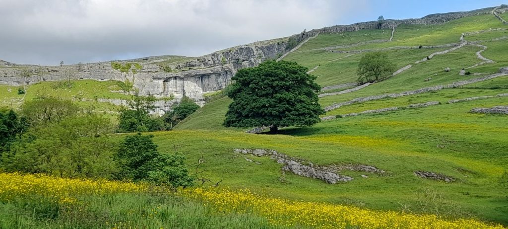 Tree at Malham Cove